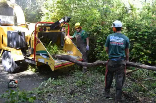 tree services Bentley